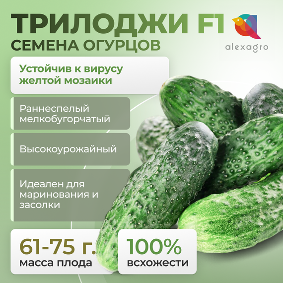 ТРИЛОДЖИ F1 семена огурца партенокарпического (Rijk Zwaan)