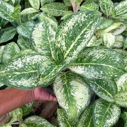 Аглаонема WHITE ROSE