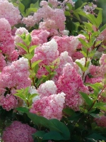 Гортензия метельчатая Ванилла Фрайз