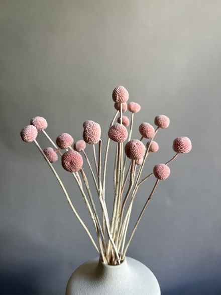 Краспедия стабилизированная розовая (упак 20 шт)