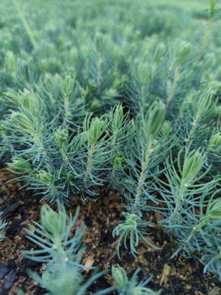 Ель голубая.  Однолетние сеянцы. Оптом от 100 штук.