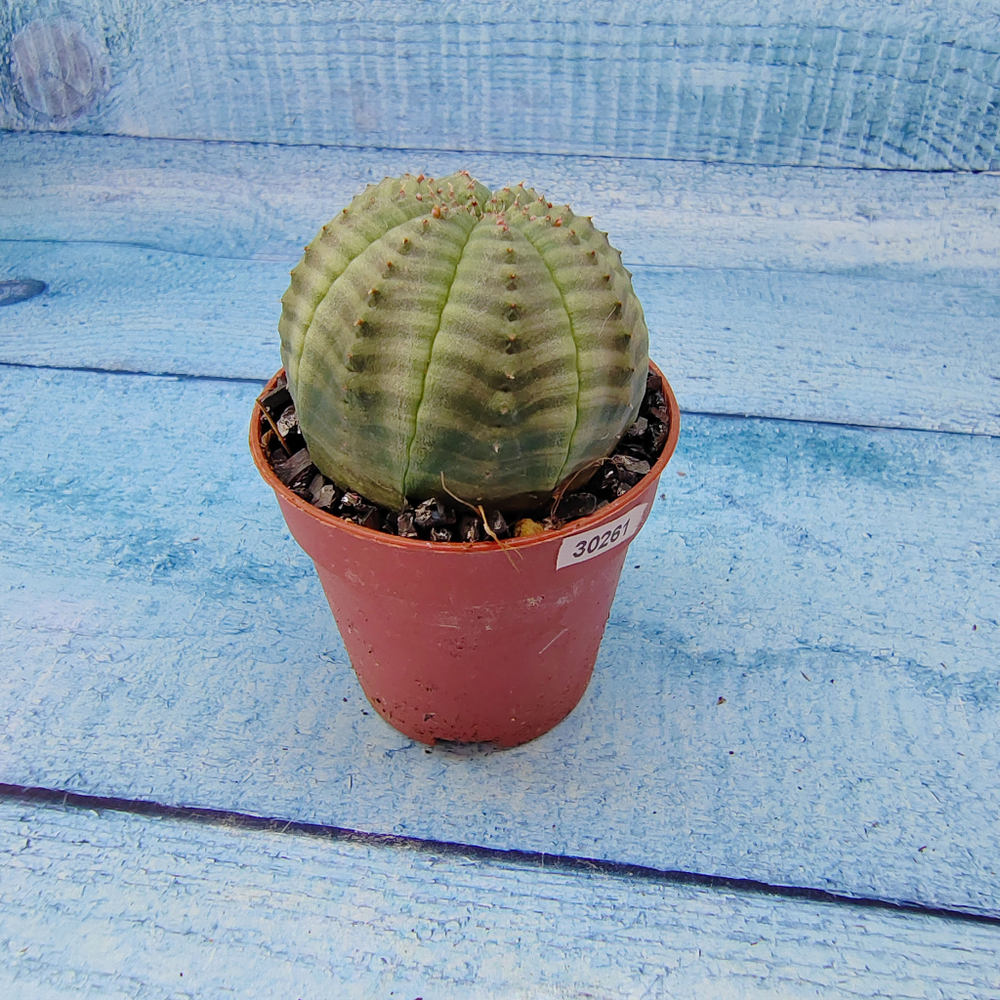 Euphoria Obesa (Эуфорбия)