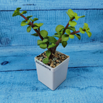 Portulacaria Afra (Портулакария)