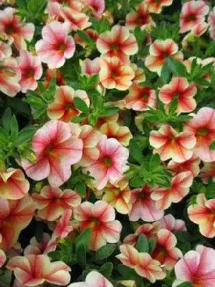 Калибрахоа Volcano Sunset