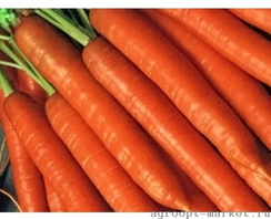 Топкат F1 семена моркови император (Nunhems / Нюнемс)
