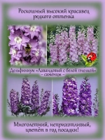 Дельфиниум Лавандовый с белой пчелкой Lavender White Bee