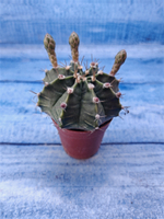 Gymnocalycium Friedrichii (Гимнокалициум)