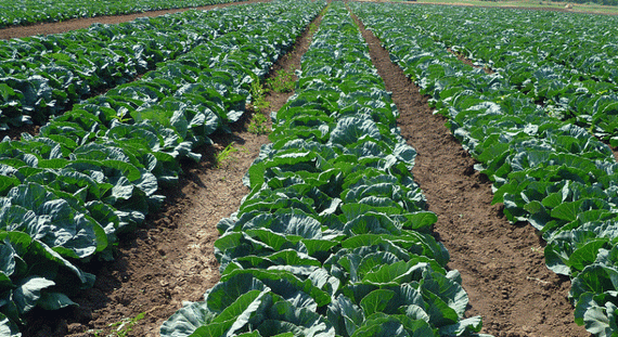 Грин Флэш F1 семена капусты белокочанной (Seminis / Семинис) – фото 4