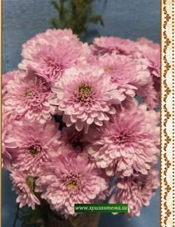 Хризантема мультифлора Elda pink м.21 (нет в наличии)