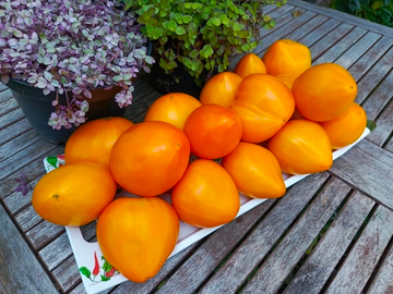 Немецкая клубника оранжевая сорт томата