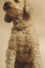 Цельнокожаная шлейка Бежевый