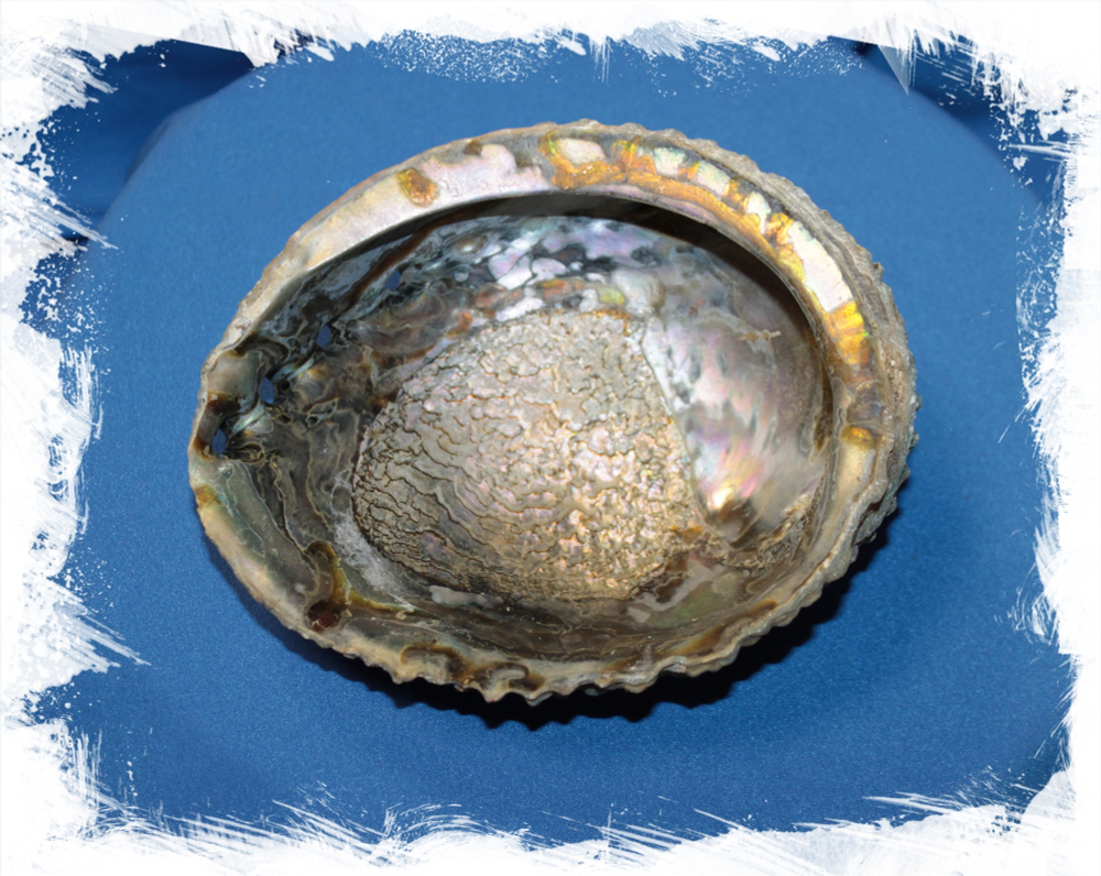 Галиотис Коррагата, 14-16см, 1шт