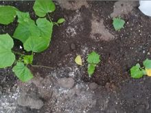 АЯКС F1 семена огурца (Nunhems | Alexagro)