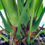 Антуриум Андрэ UTAH