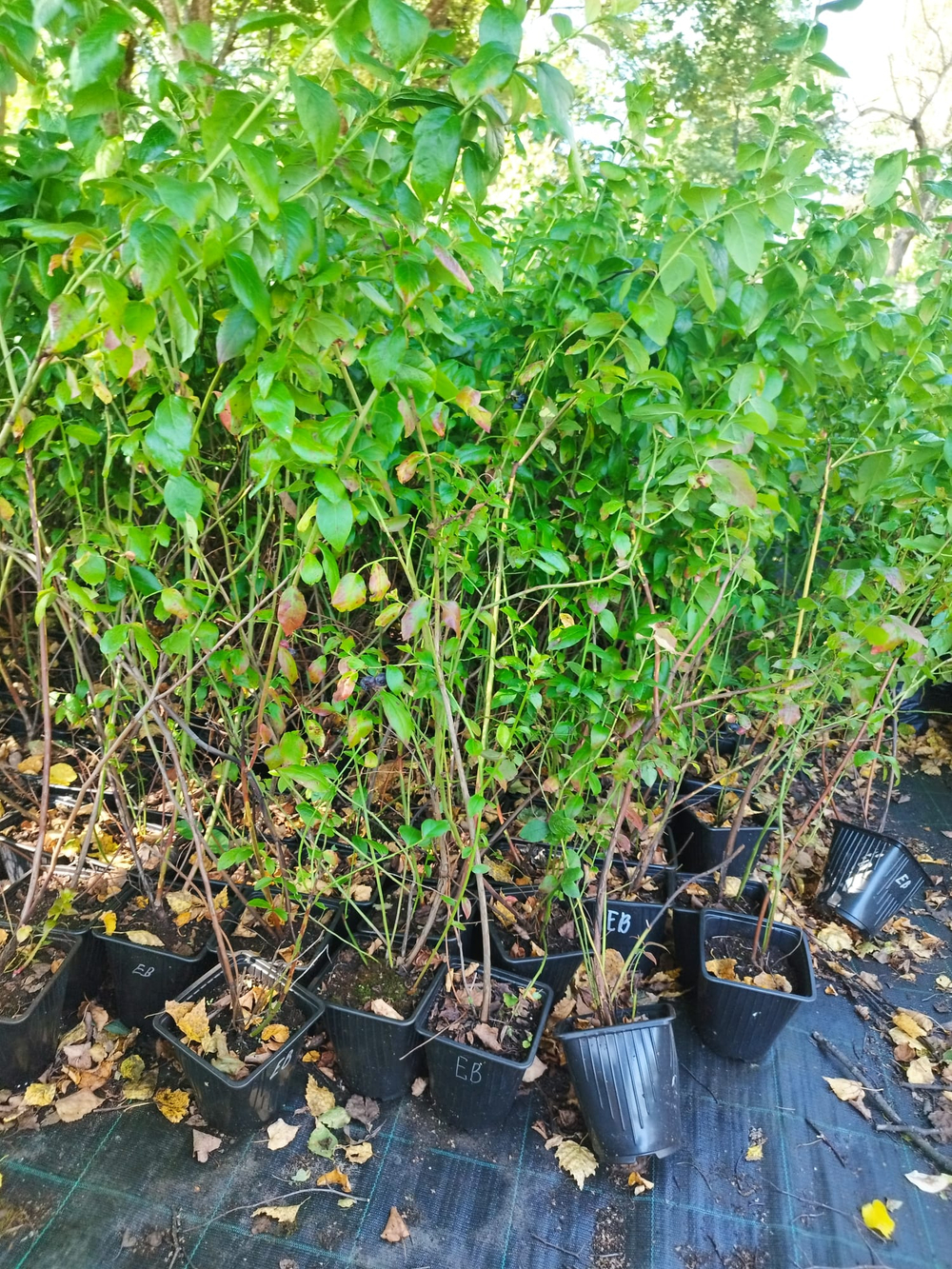 Голубика высокорослая Блюголд (Vaccinium corymbosum Bluegold)