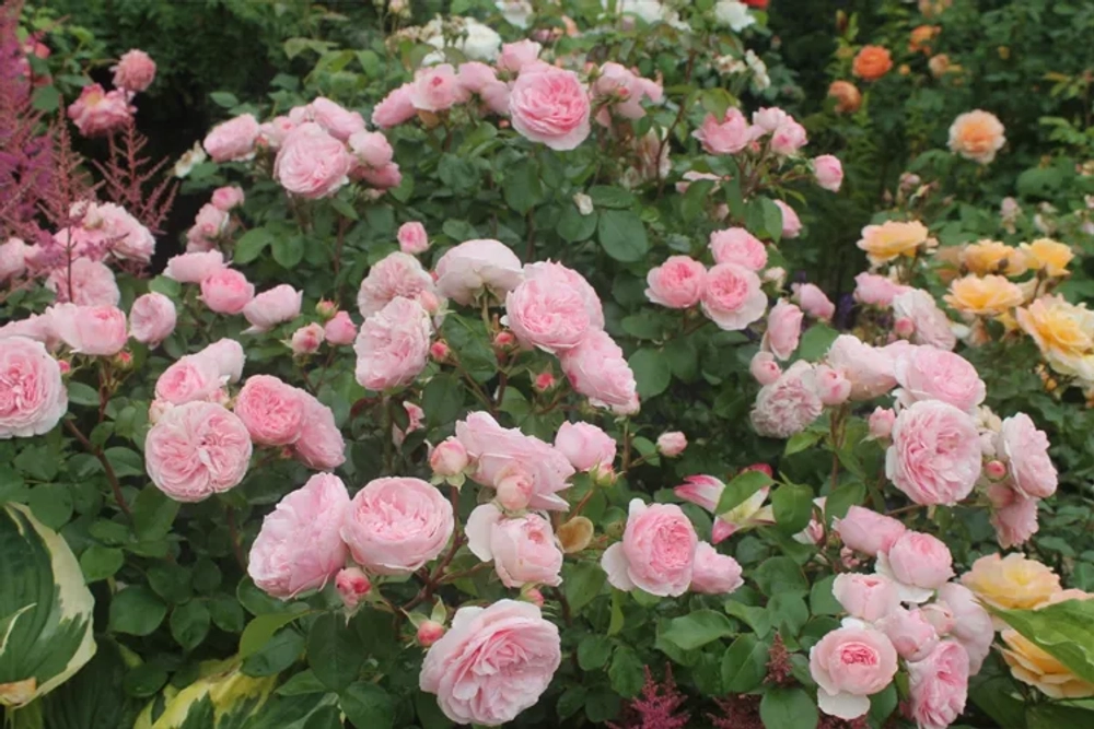 Роза Мария-Терезия С7 Закупка М57 июнь 2026