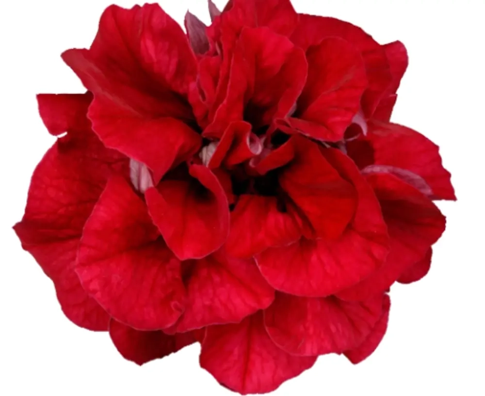 Петуния SURFINIA DOUBLE Red