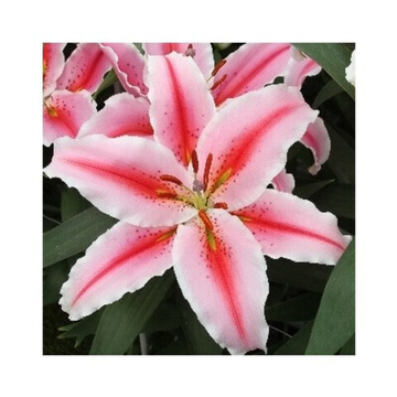 Лилия Биг Эдишн