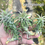 Тилландсия vanhyningii L