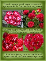 Пеларгония Розовый странник розебудная Пинк Рамблер