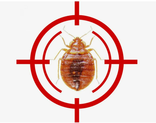 Уничтожение клопов