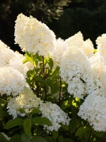 Гортензия метельчатая Шугар Раш