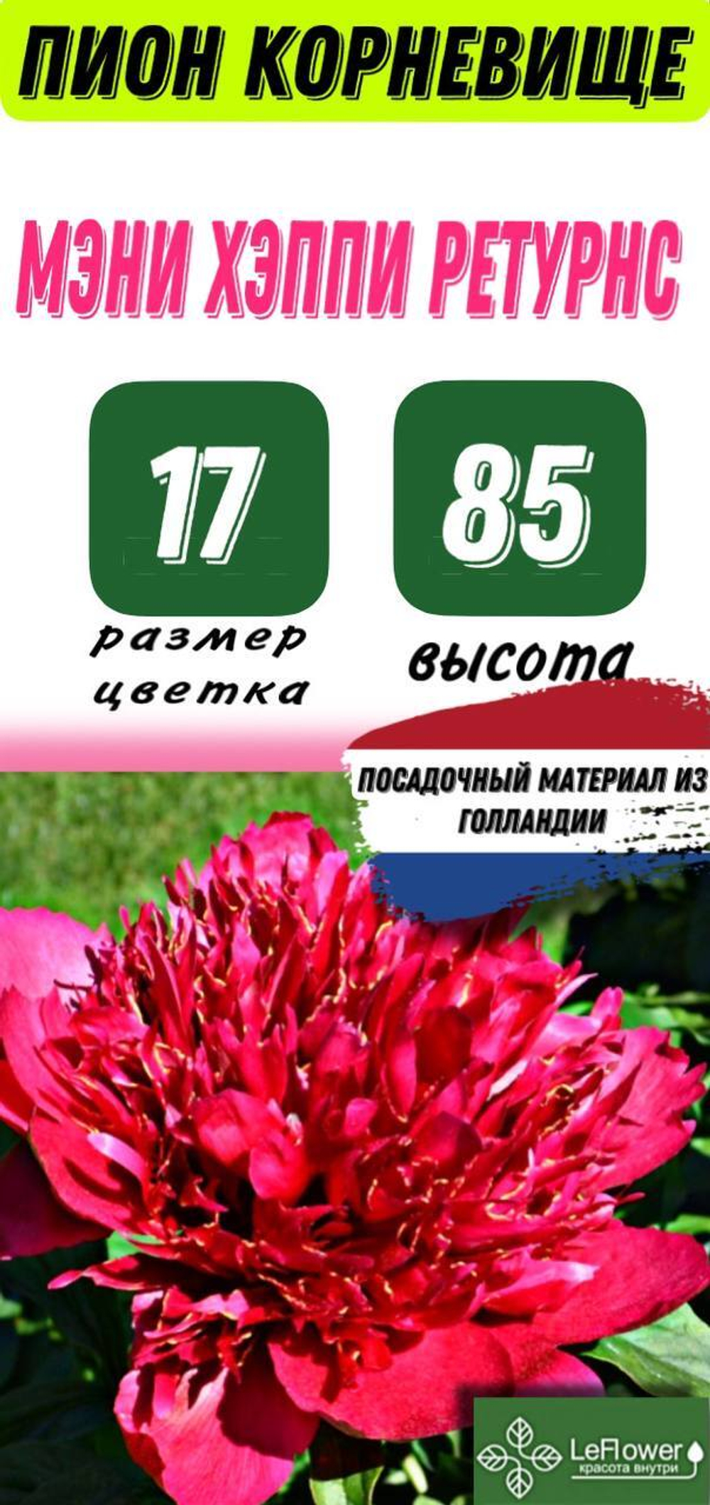Пион Корневище, Мэни Хэппи Ретурнс