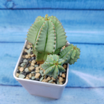 Euphorbia Fruticosa inermis (Эуфорбия)
