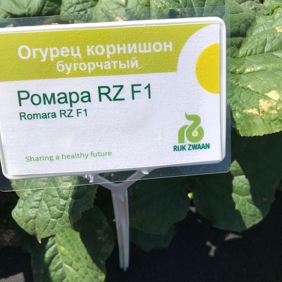 РОМАРА F1 семена огурца Rijk Zwaan описание