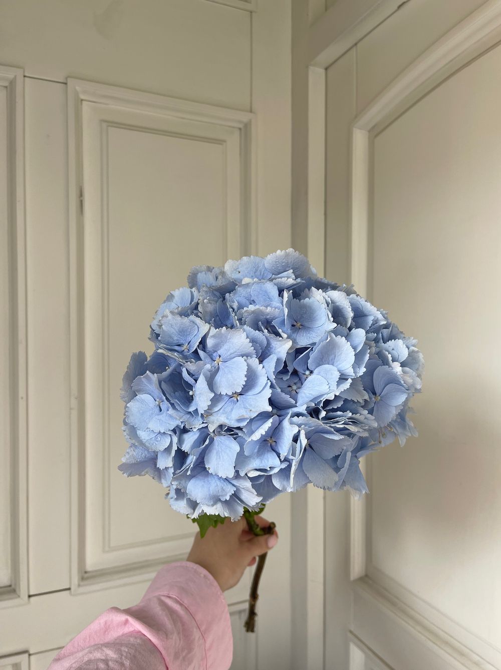 Гортензия в голубом оттенке