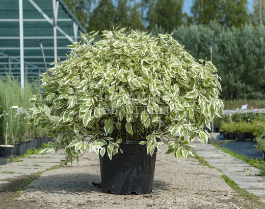 Дерен белый Айвори Хало С3 Закупка М60 июнь 2026