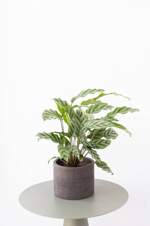 Калатея Фредди