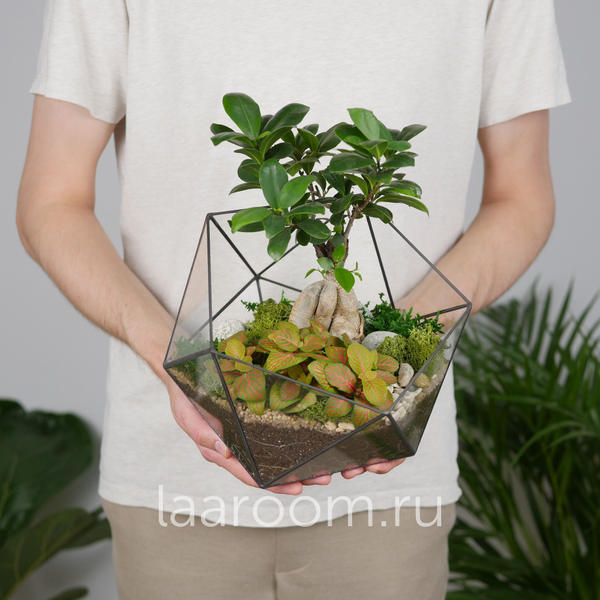 Флорариум Бонсай Фикус гинсенг Икос