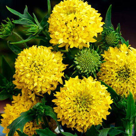 Гайлардия Лоллипап золотая 0,1г Ц Поиск