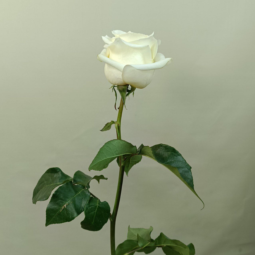 Роза белая Candlelight