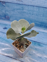 Cotyledon Orbiculata (Котиледон)