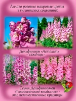 Дельфиниум Астолат Pacific Astolat