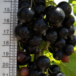 Смородина черная Селеченская-2 (2-летняя) ЗКС