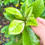 Гардения махровая вар – Double gardenia var