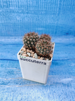 Notocactus Schlosseri (Нотокактус)