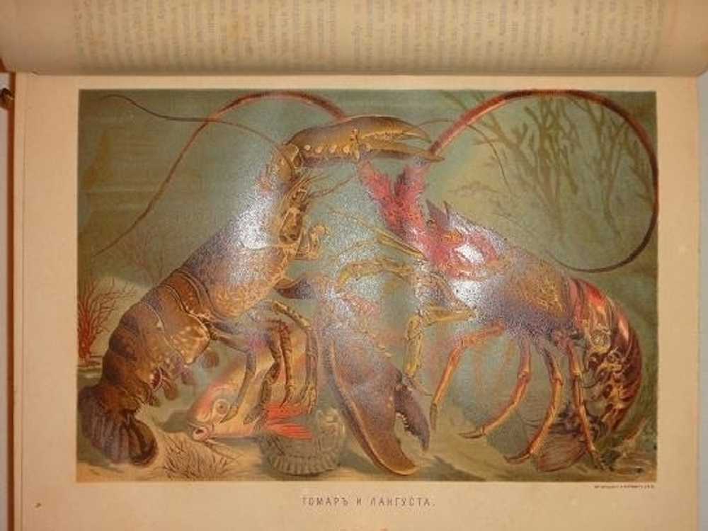 "Иллюстрированное издание " Жизнь животных " А.Э.Брэма в десяти томах". Альфред Эдмунд Брэм. 1896г.