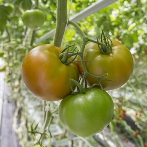 МОНТЕНЕГРО F1 семена томата Rijk Zwaan купить