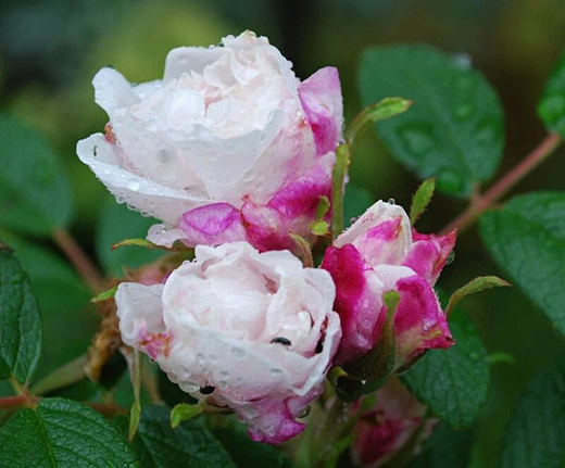 Роза канадская Луиза Багнет С4 Закупка М43 июнь 2026