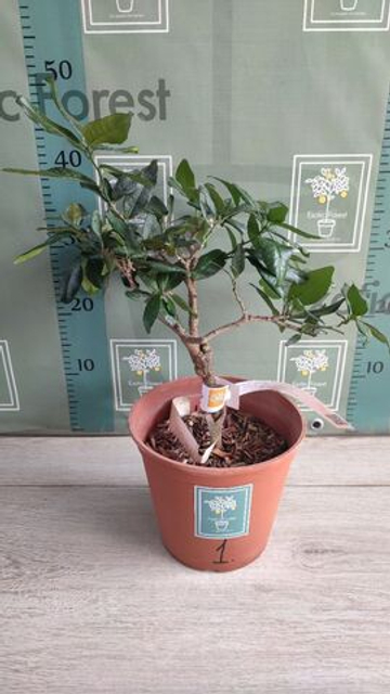 Atalantia citroides