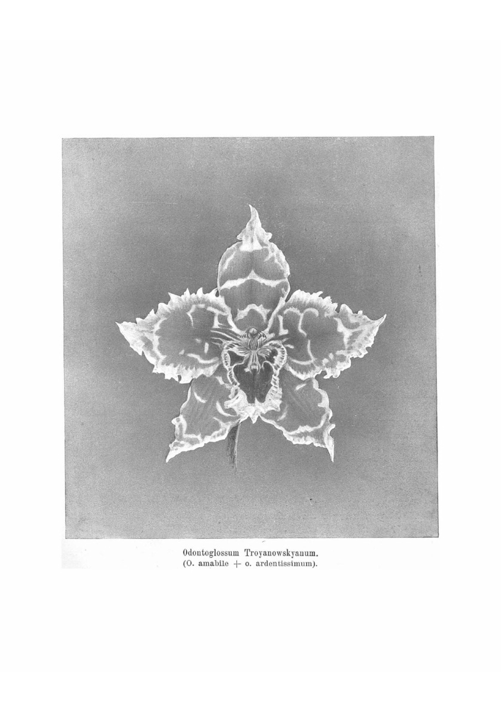 Культура орхидей: руководство для любителей | Трояновский Иван Иванович