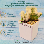Opuntia vestita cristata (Опунция кристатная)
