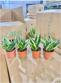 Сансевиерия Single Head Lotus Orc