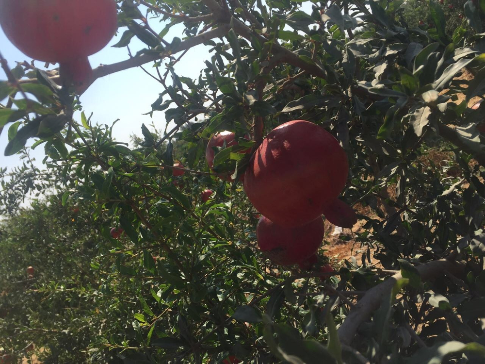 гранат из Египта