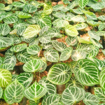 Антуриум DORAYAKI