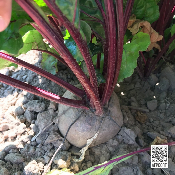 Акела рз семена свеклы (Rijk Zwaan / Райк Цваан) в поле – фото 3